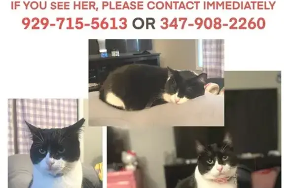 Lost Tuxedo Cat Kiki in Tyrone Area