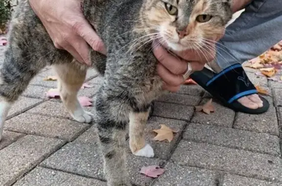 Found: Cat with Collar on Cleveland St