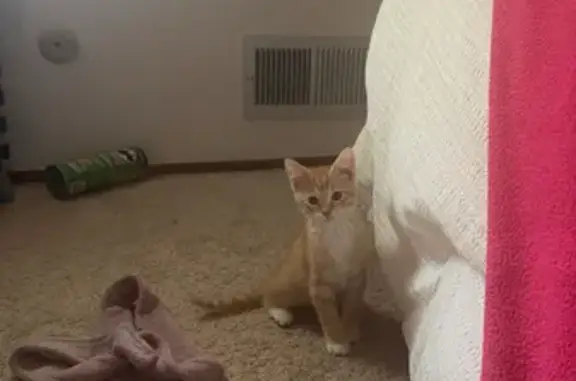 Lost Orange Kitten in Woodbury Area