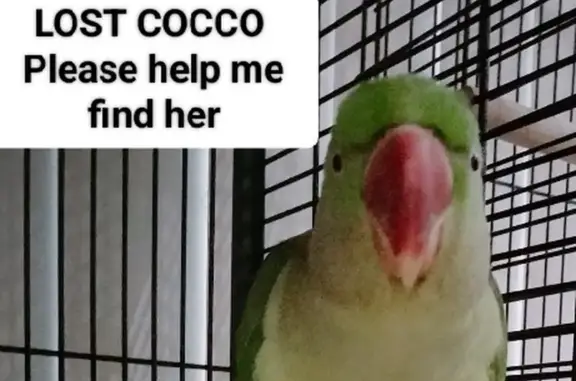 Help Find Coco: Lost Alexandrine Parrot