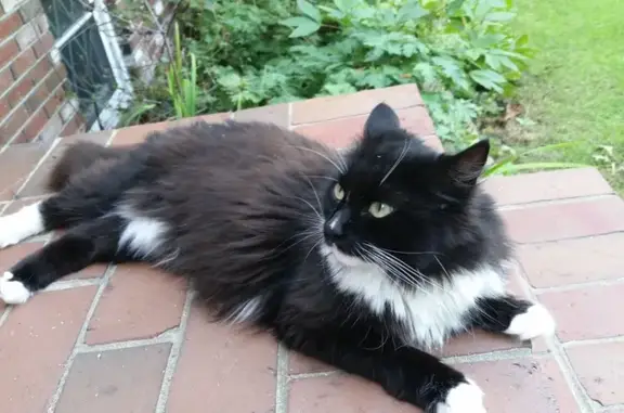 Lost Tuxedo Cat: Fluffy Tail Alert!