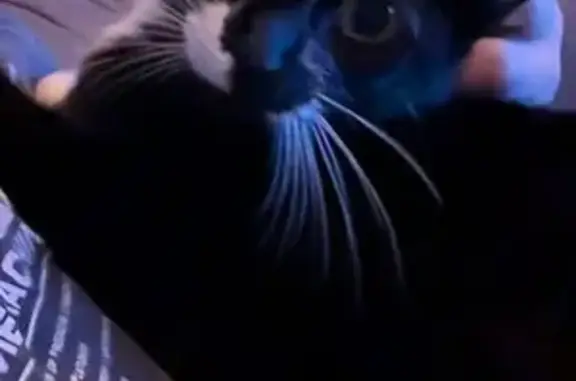 Chatte noire et blanche trouvée à Boé - photo