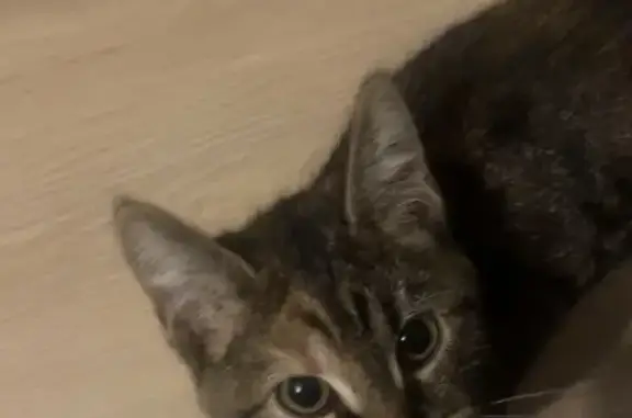 Chaton tigré trouvé, rue des Arbues, Audincourt - photo