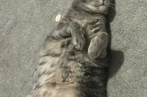 Missing: Grey Cat 'Cupcake' in Armadale