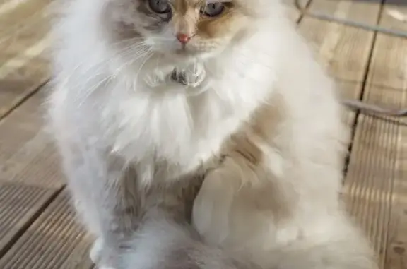 Animaux perdus Noisy-le-Grand, photo: Chatte perdue, poils longs, Noisy-le-Grand