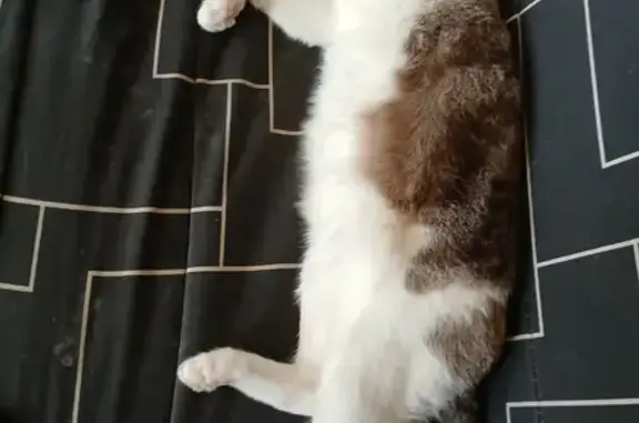 Chat mâle 10 ans perdu à Saint-Ciers - photo