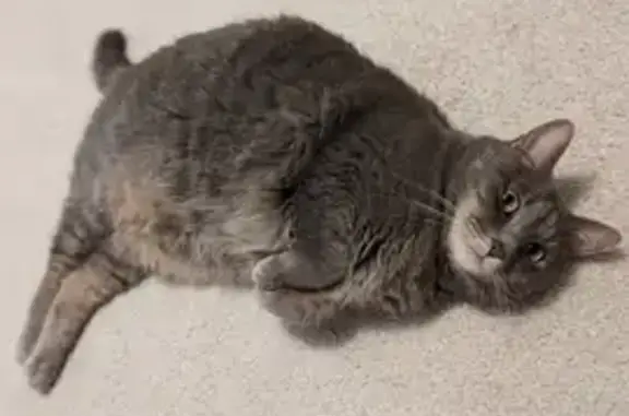 Animaux perdus Villejuif, photo: Chatte grise disparue à Villejuif