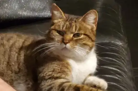Chat perdu, Scherwiller, photo: Chat tigré-blanc disparu à Scherwiller