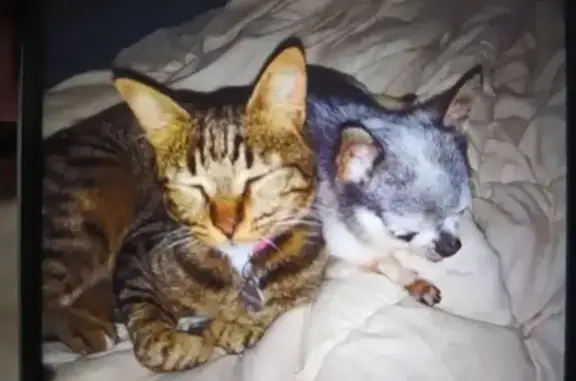 Chat perdu, , photo: Chat perdu, collier rose, Bouyon