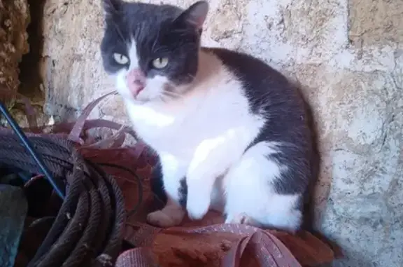 Animaux trouvés , photo: Chatte câline trouvée à Castex