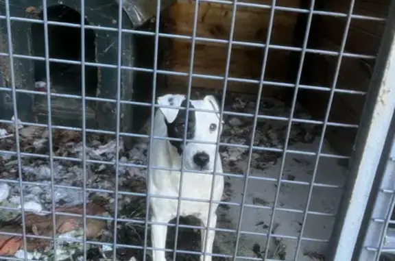 Chienne Jack Russel trouvée à Creully - photo