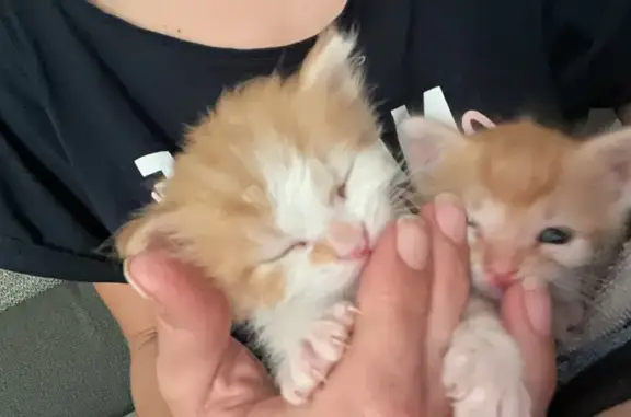 Chat blanc et roux Balou perdu à Aulnay - photo