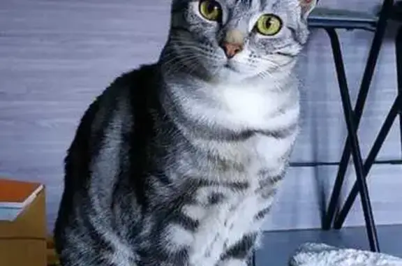 Chat perdu, Saint-Raphaël, photo: Chatte perdue à St-Raphaël : Bibi craintive