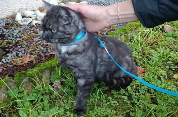 Chat tigré gris trouvé passerelle Amiens - photo