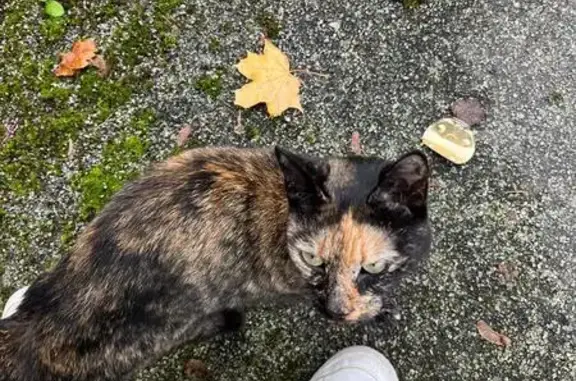Chat trouvé Rennes, photo: Chat trouvé au Landry, Rennes