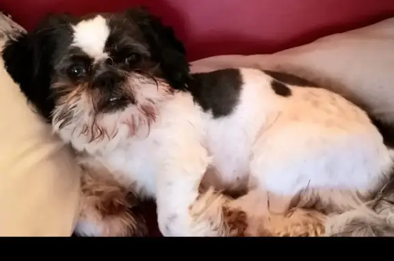 Lost Shih Tzu: Black & White in San Antonio