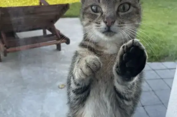 Chat trouvé , photo: Chat tigré sociable trouvé à Bajus