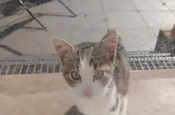 Chat trouvé , photo: Chat trouvé, 4-5 mois, très affectueux