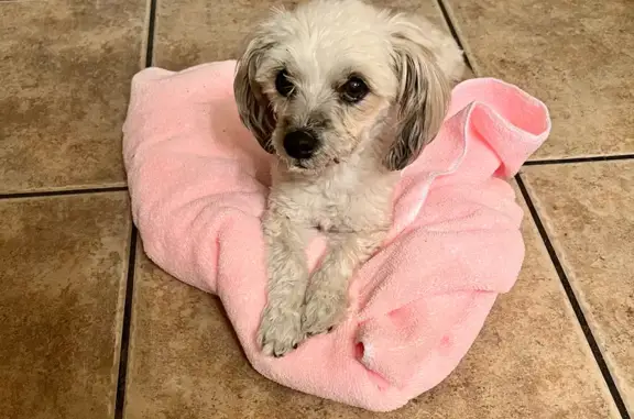 Help Find Kyla: 15-Year-Old Mini Poodle