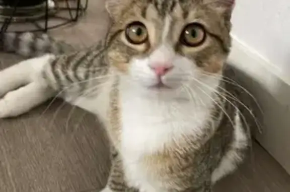 Animaux perdus Landivisiau, photo: Chat tigré-blanc perdu, rue Ernest Renan