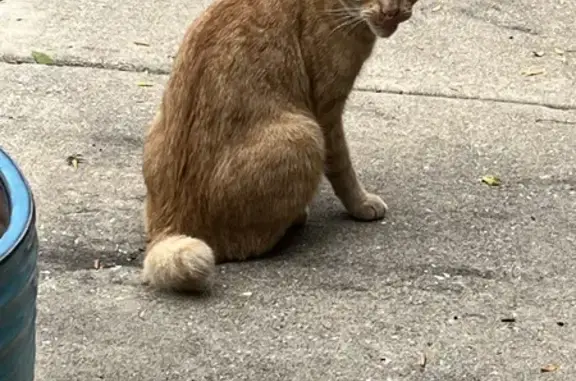 Found: Friendly Orange Tabby in Indy