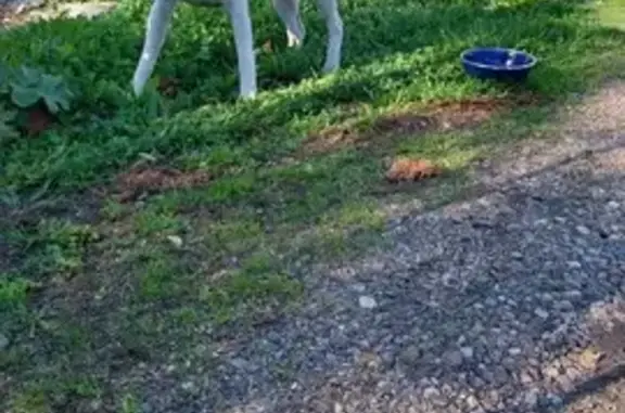 Chienne craintive trouvée à Magny-Cours - photo
