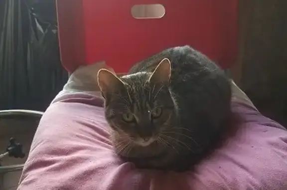 Chat perdu, Jonzac, photo: Chatte tigrée Zozo perdue à Jonzac