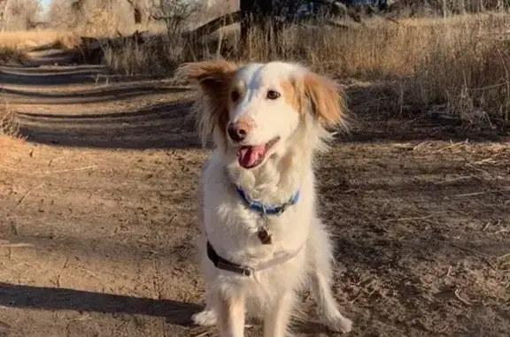 Lost Scottish Collie: White & Gold Spots