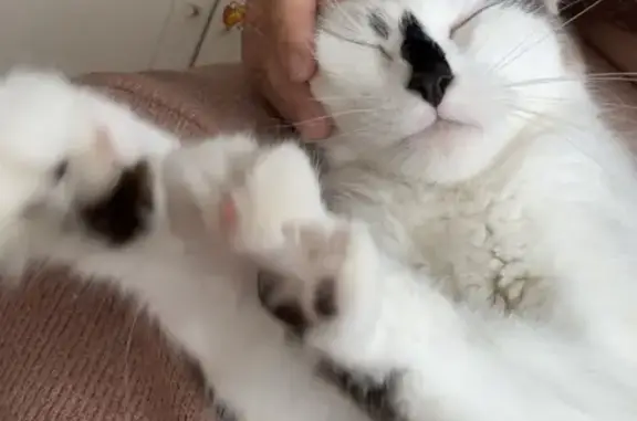 Animaux perdus Lambersart, photo: Chatte blanche perdue à Lambersart