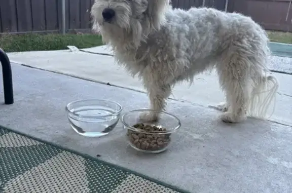 Found: Sweet Young White Dog in Dallas