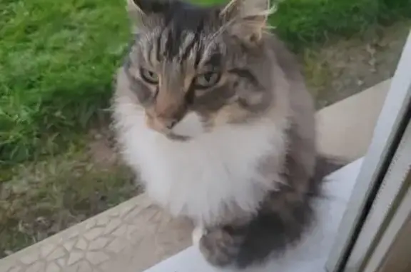 Chatte grise câline trouvée à Caumont - photo