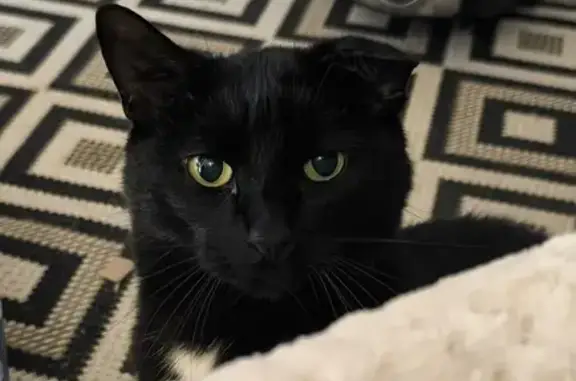 Animaux perdus Pont-Audemer, photo: Chat noir perdu, oreille cassée, Pont-Audemer