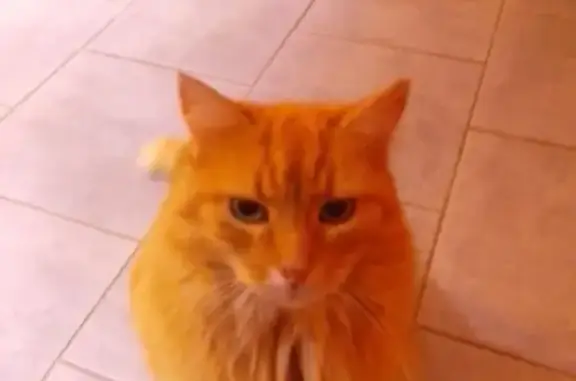 Chat roux perdu à Decize, aidez-nous ! - photo