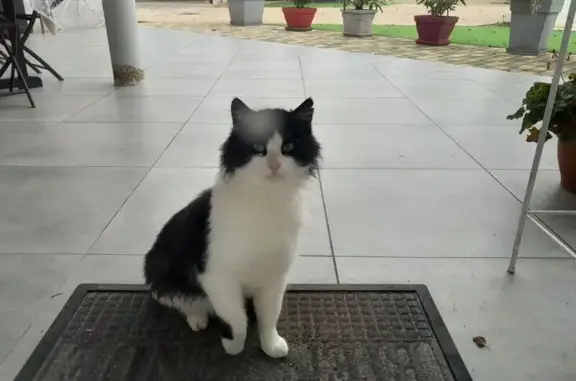 Chat trouvé , photo: Chatte noire et blanche trouvée à Saint-Bénigne