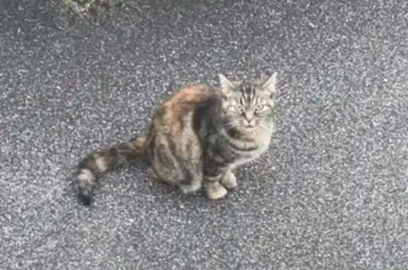 Chat trouvé sans collier à Terville - photo