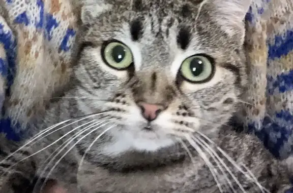 Chatte tigrée 1,5 an perdue à Maupertus - photo