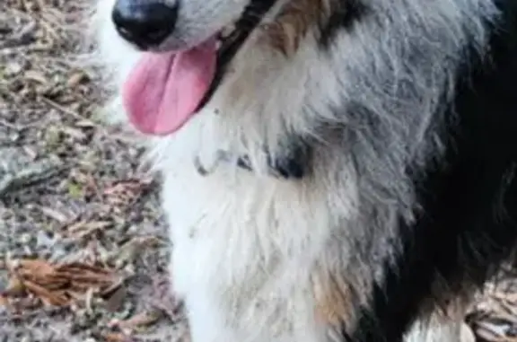 Help Find Buddy: Lost Aussie Shepherd