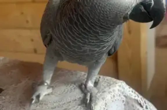 Loro Yaco Gris Perdido en Sanlúcar