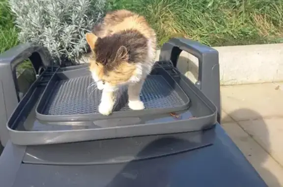 Chat trouvé, maigre et sociable à Bourogne - photo