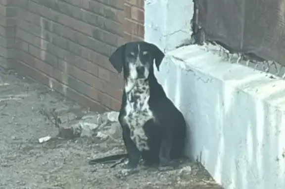 Perro Perdido: Mestizo Negro con Manchas