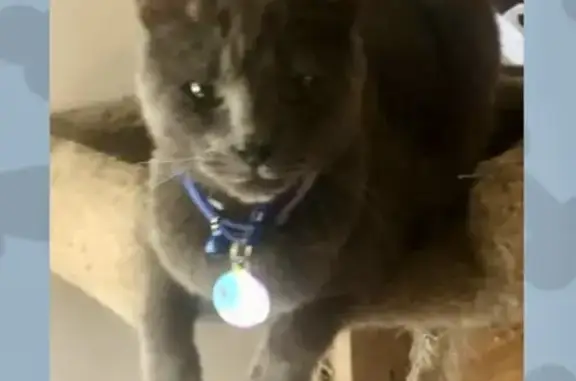 Help Find Milo: Missing Gray Cat