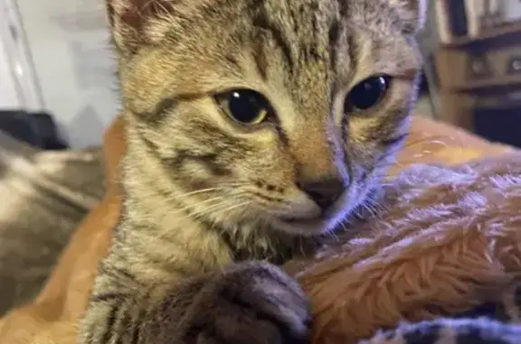 Chat trouvé , photo: Chatte fauve trouvée près de la Loire