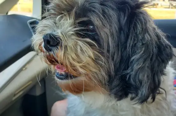 Friendly Black & White Peekapoo Found!