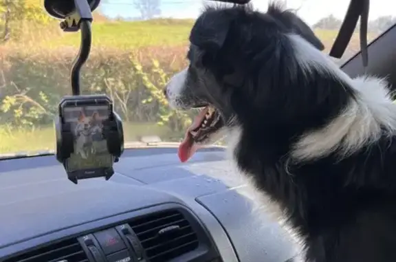 Chien trouvé , photo: Border collie sociable trouvé à La Vineuse