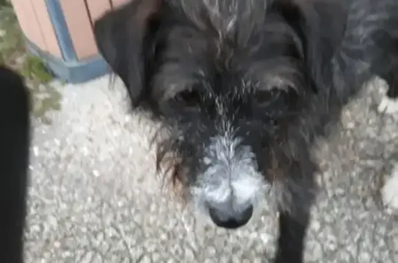 Chien croisé trouvé rue Wilson, Grez-sur-Loing - photo