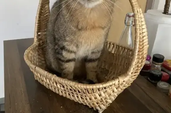 Chat tigré perdu à Cluses - photo