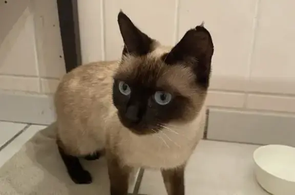 Chatte siamoise trouvée, problème de santé - photo