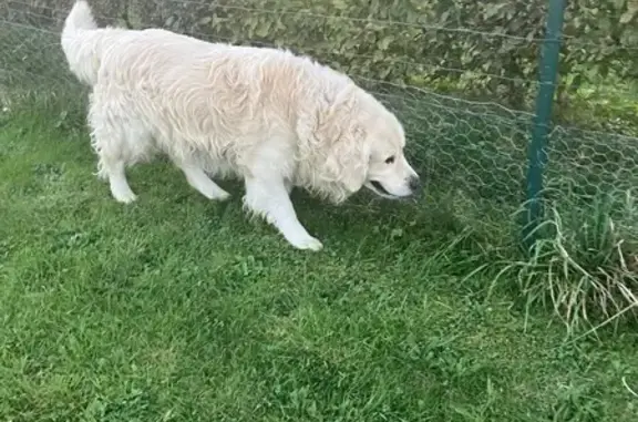 Animaux trouvés , photo: Chiens trouvés Rue de la Mare aux Loups