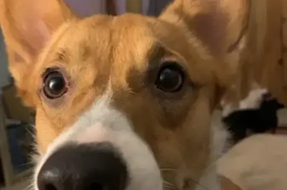 Help Find Murphy: Seizure Alert Corgi!