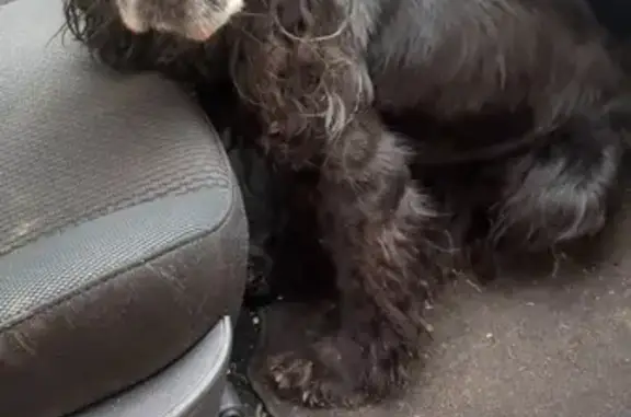 Chien perdu , photo : Chien cocker noir 17 ans perdu à St-Gervais